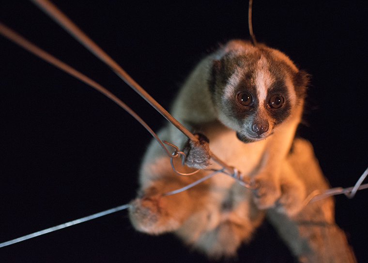 Javan slow loris