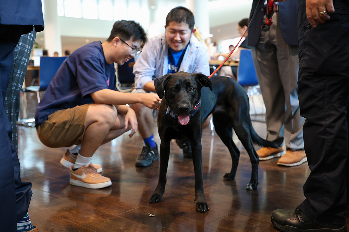 students engage with WashU comfort dog