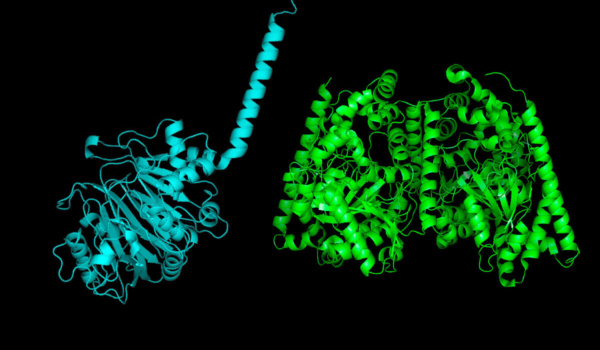 structures of the bacterial version of a gut enzyme (left), and the human version