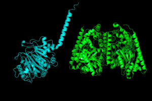 structures of the bacterial version of a gut enzyme (left), and the human version