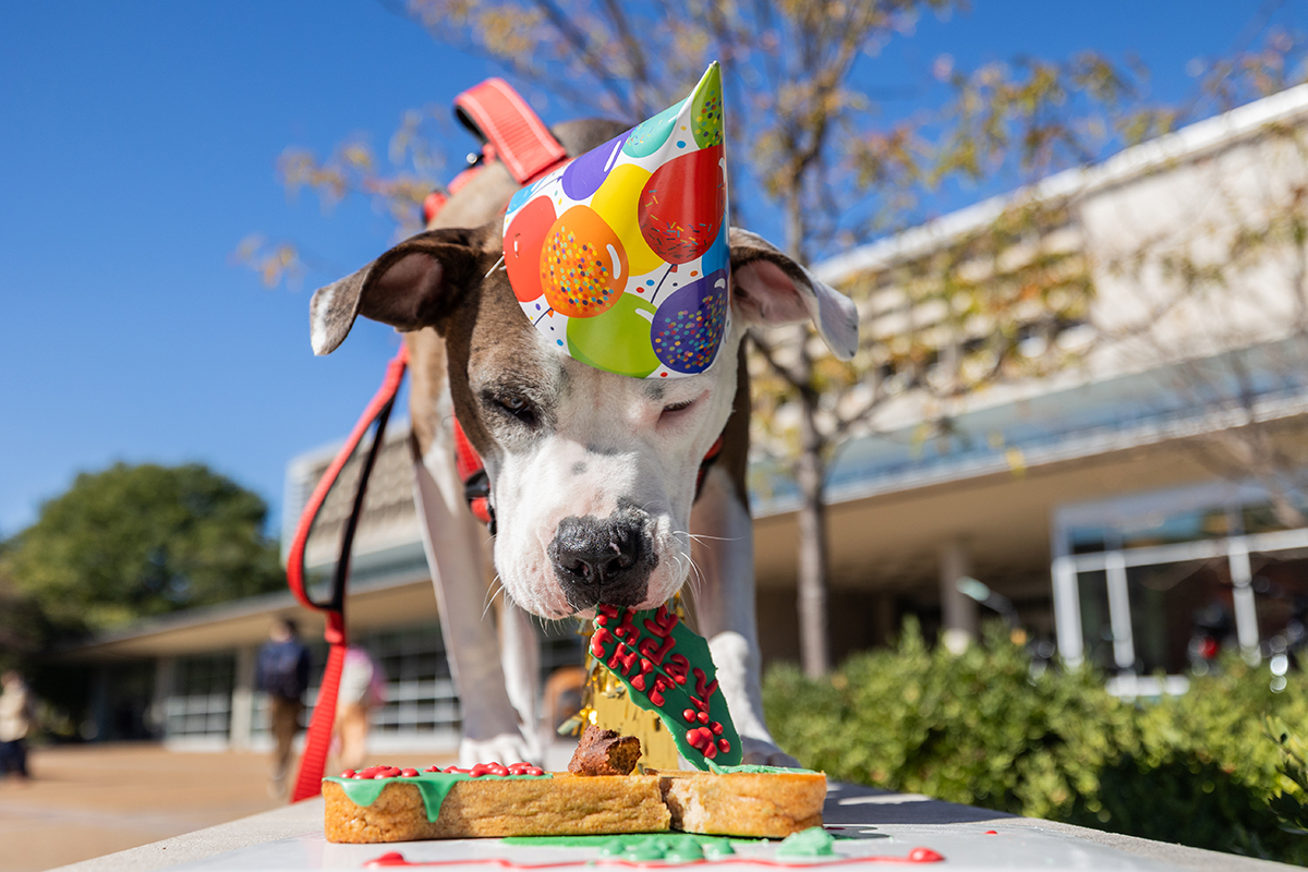 Comfort dog enjoys a pup cake