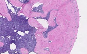 image of elbow joint in rats
