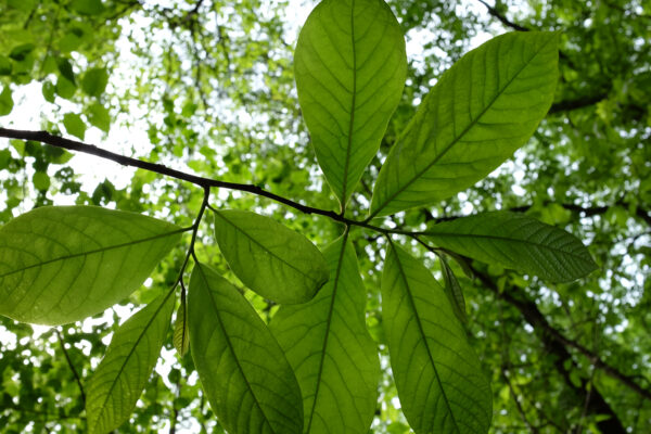 Nothin’ but pawpaws in the pawpaw patch