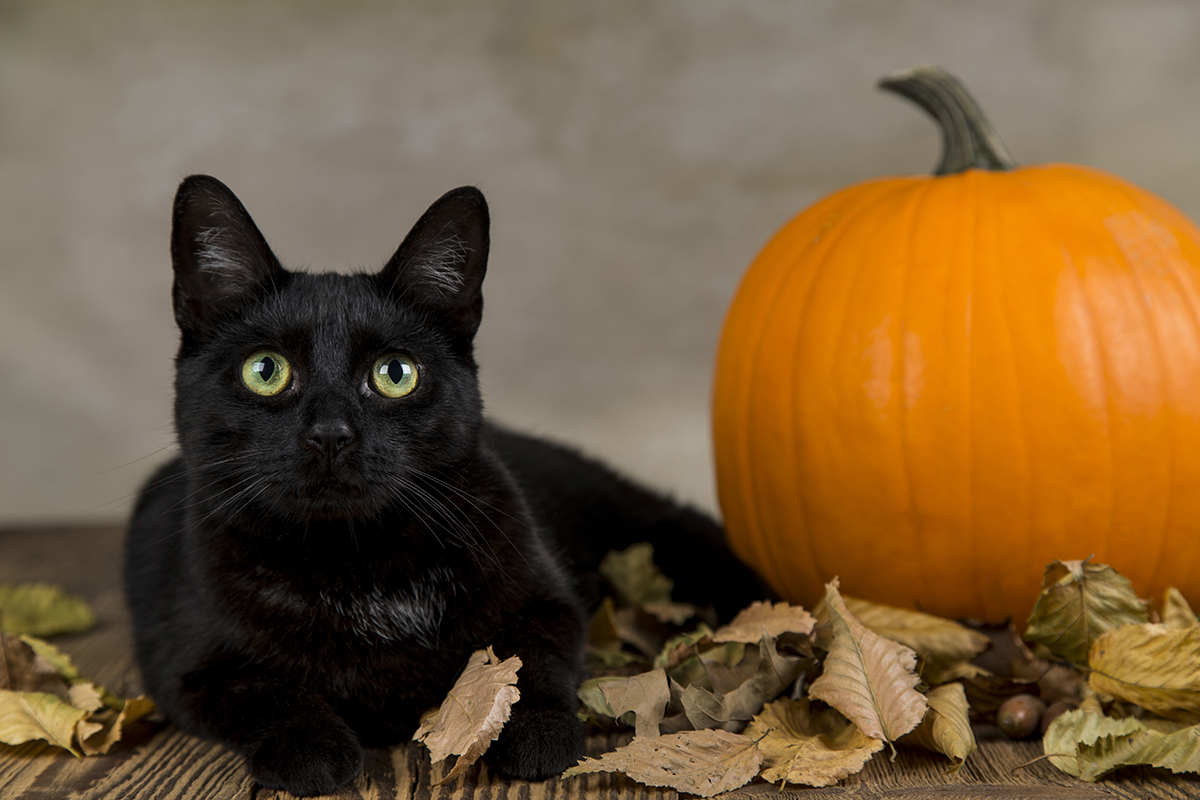 black cat next to a pumpkin