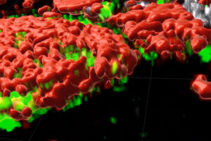 3D cell atlases