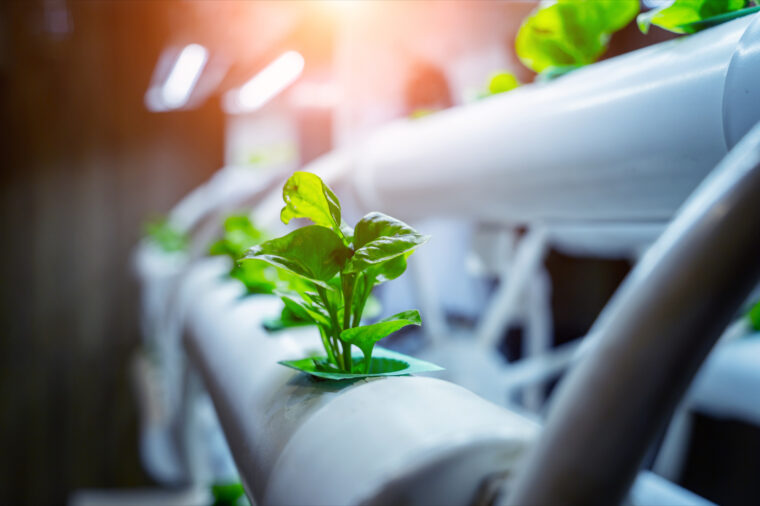 a plant growing out of a pipe in a hydroponic setup