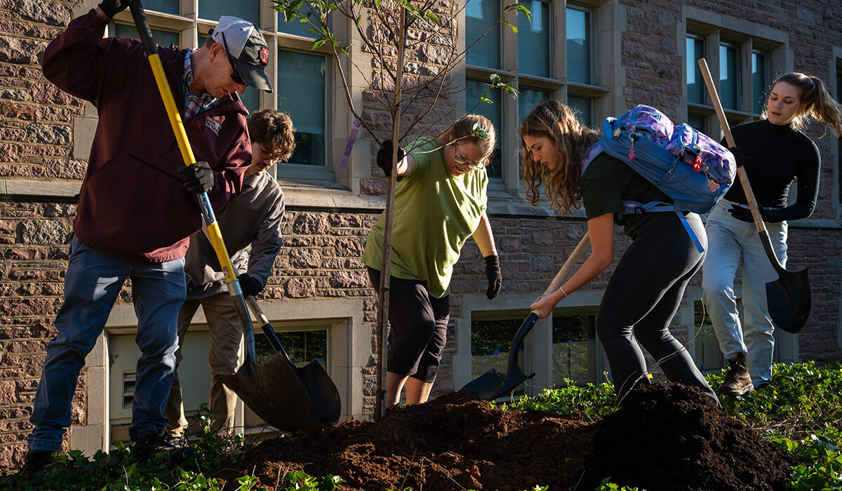 cherry tree planting