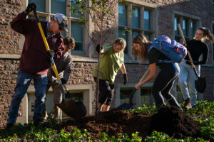 cherry tree planting