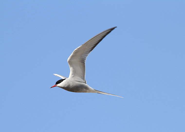 島の生物多様性は鳥の翼に乗っている(Island biodiversity rides on the wings of birds)