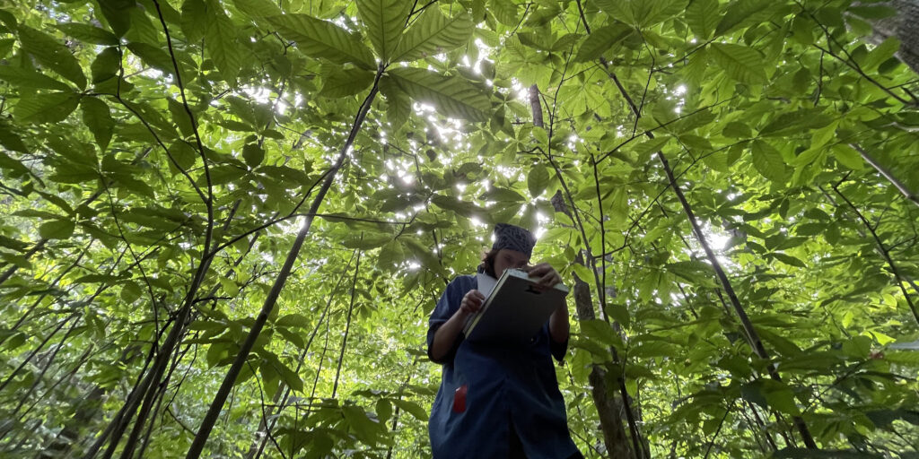 pawpaw trees