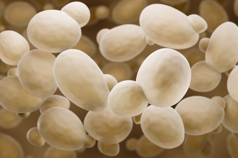 close-up of yeast cells