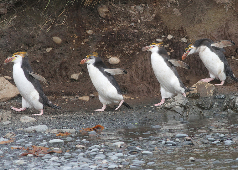 Royal Penguin