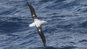 Southern Royal Albatross