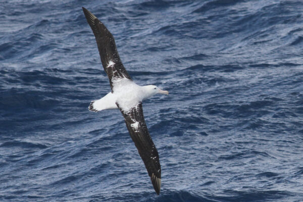 Island biodiversity rides on the wings of birds