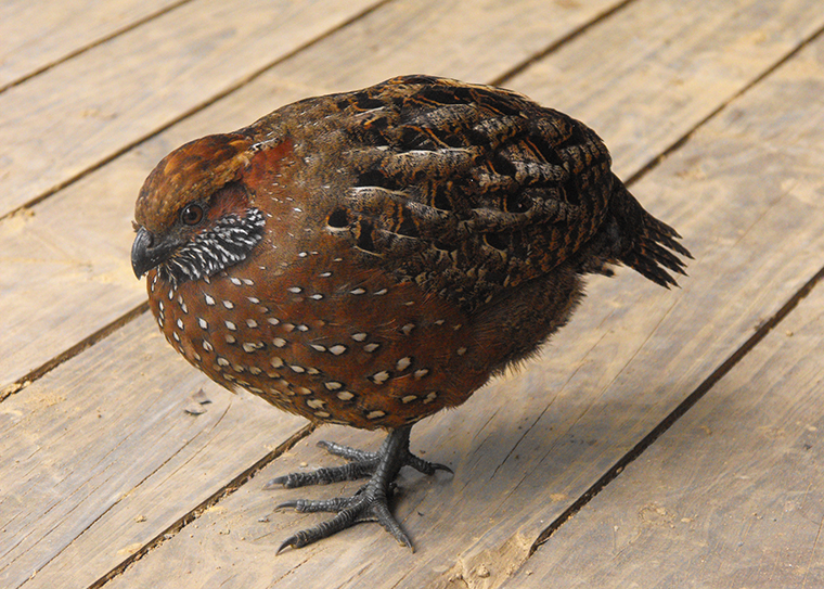 Spotted Wood-quail