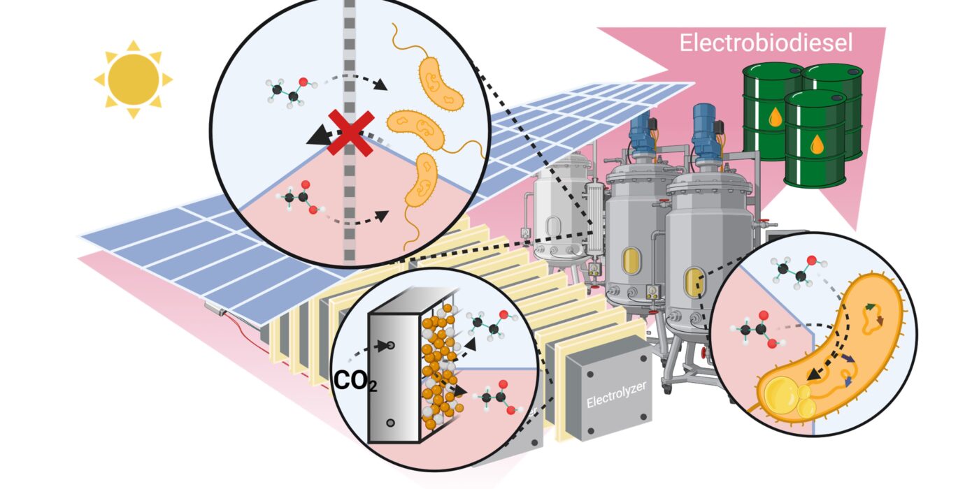 electric biodiesel diagram