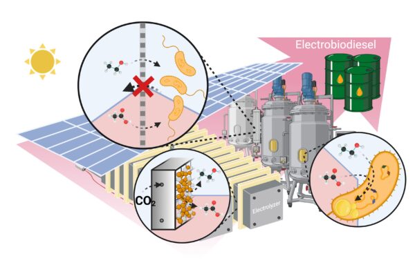 Researchers create novel electro-biodiesel more efficient, cleaner than alternatives