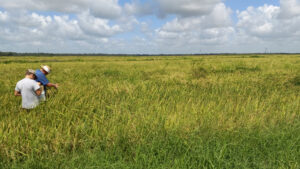 weedy rice