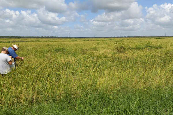 Across southeastern US, weedy rice steals herbicide resistance from crop rice