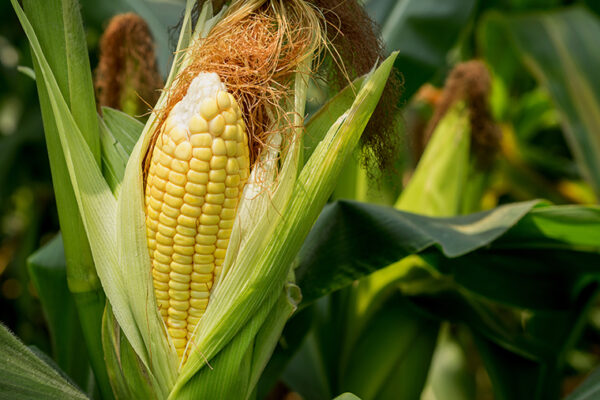 Ancient maize genomes help chart corn’s journey into eastern North America