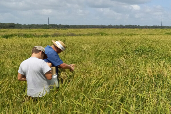 Weedy rice steals herbicide resistance from crop rice