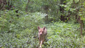 coyote in Forest Park