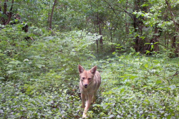 Coyote genes may show urban evolution at work