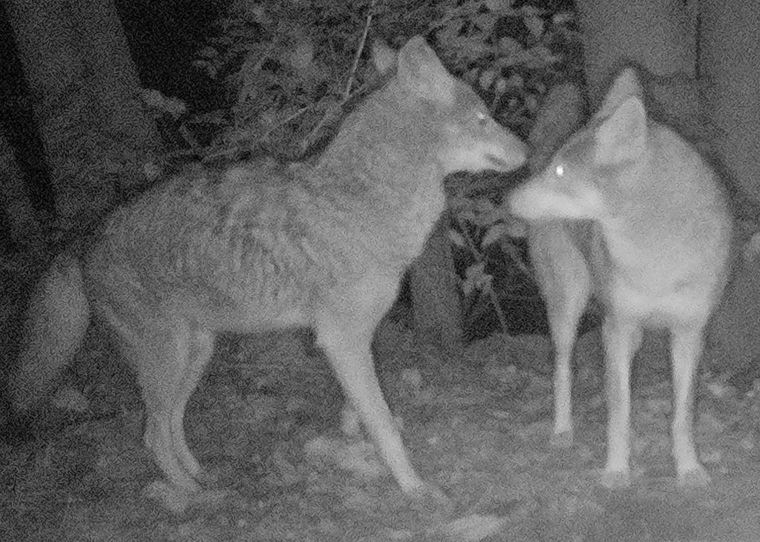 two coyotes