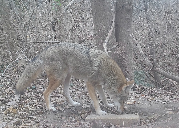 coyote