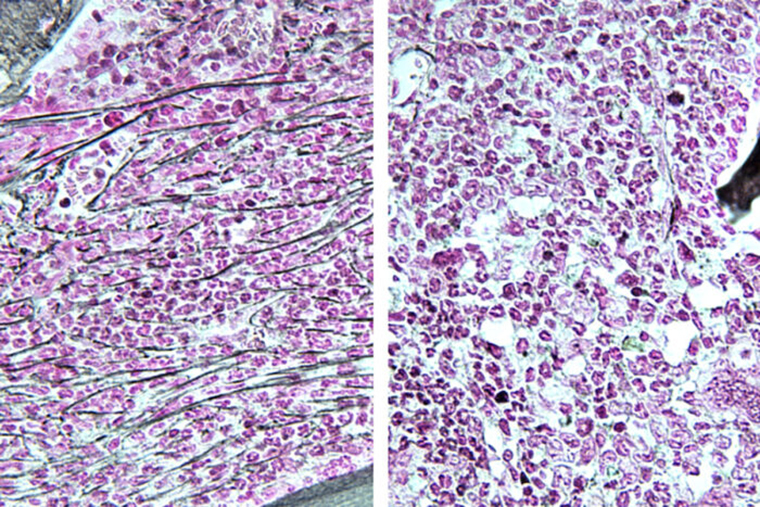 mouse bone marrow image slides