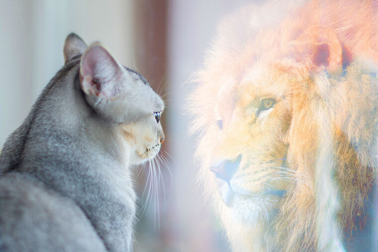 a cat looks in a window reflection and sees itself as a lion