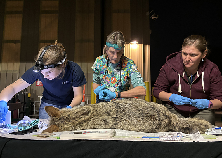 three scientists examine coyote