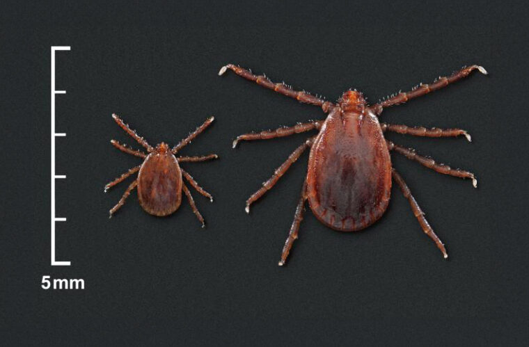 Invasive longhorned tick discovered in St. Louis County - The Source ...