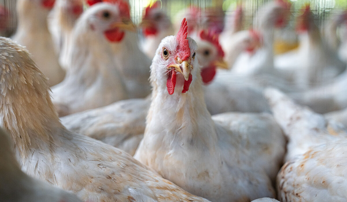 a close up of chickens