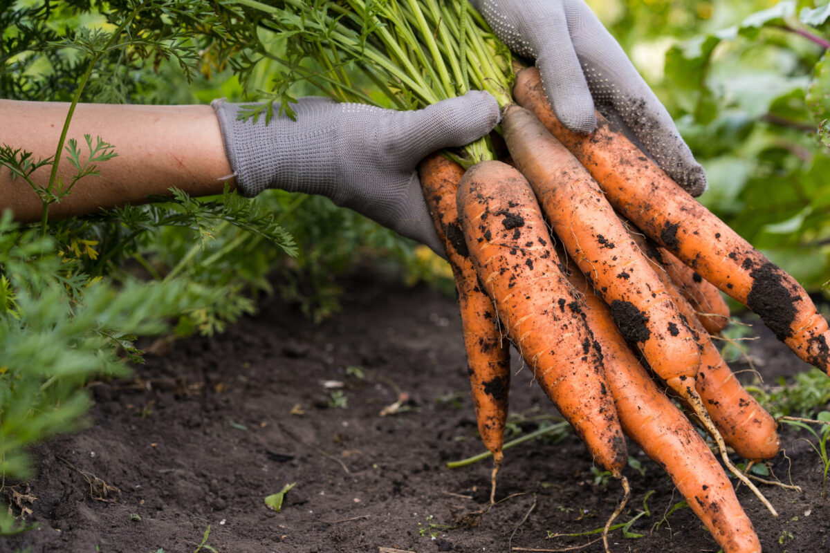 FARM launches to drive food system transformation