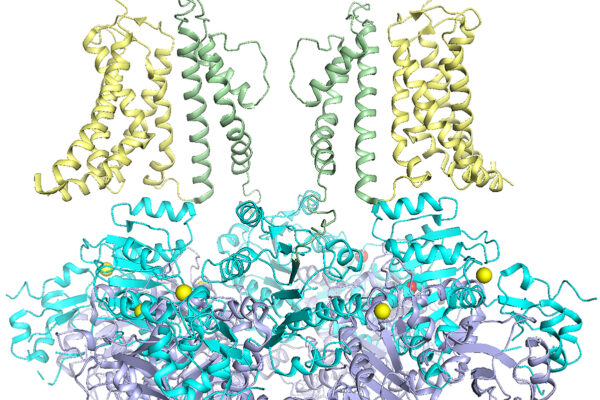 Genetic mutations in potassium ion channel target of new drug development
