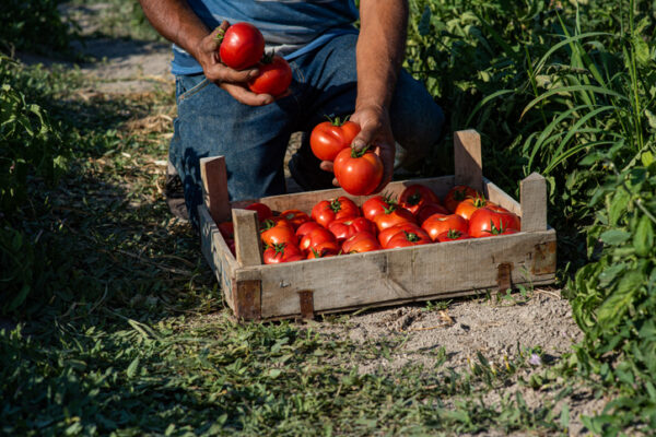 New FARM grants support research for healthier food, planet
