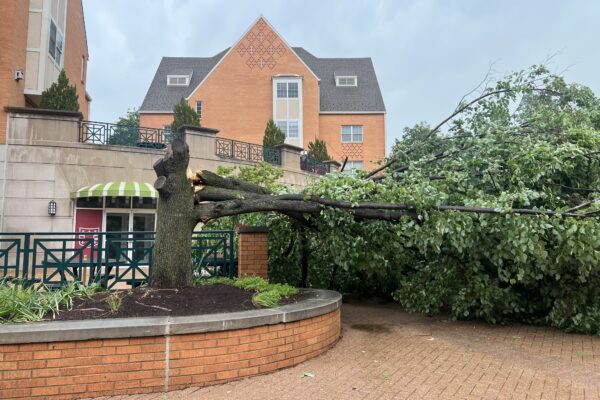 Danforth Campus suffers moderate damage in St. Louis storm