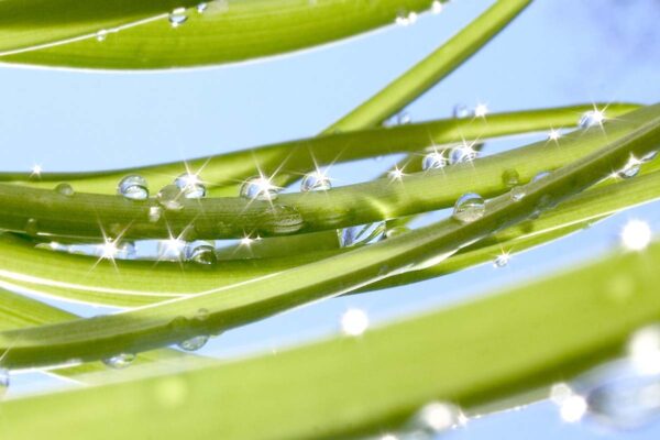 Myosin makes the moves to keep cell processes humming along
