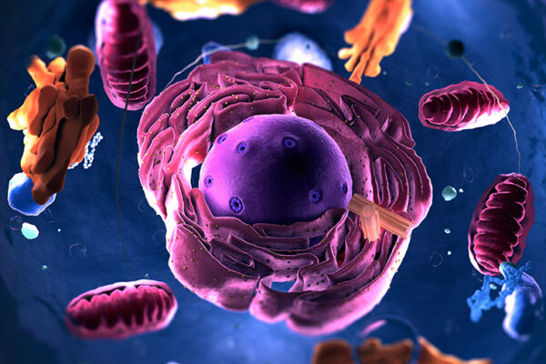 Uncovering how cells allocate space to make way for new growth