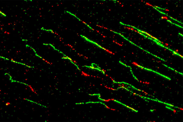 How breast cancer drugs exploit genomic fractures in tumors
