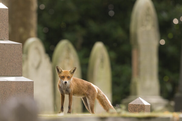 Religion, politics and war drive urban wildlife evolution