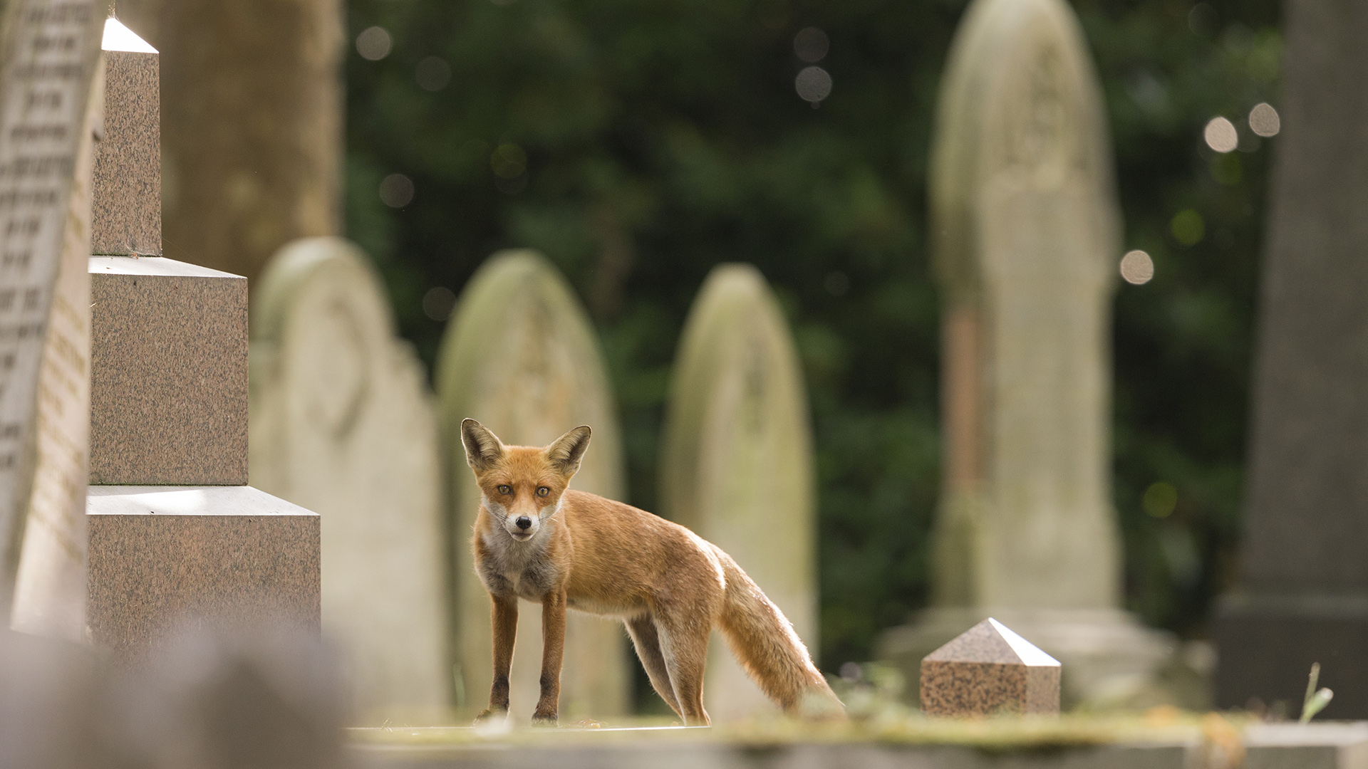 Religion, politics and war drive urban wildlife evolution