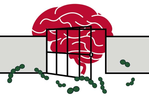 Immune ‘bouncers’ protect the brain from infection