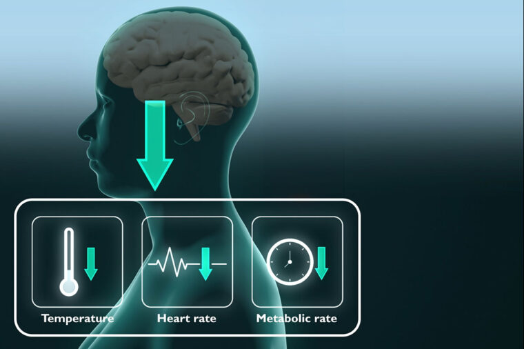 Torpor illustration showing arrows pointing down for temp, heart rate and metabolism