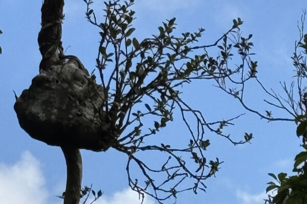 Condo-style living helps keep the peace inside these ant plants