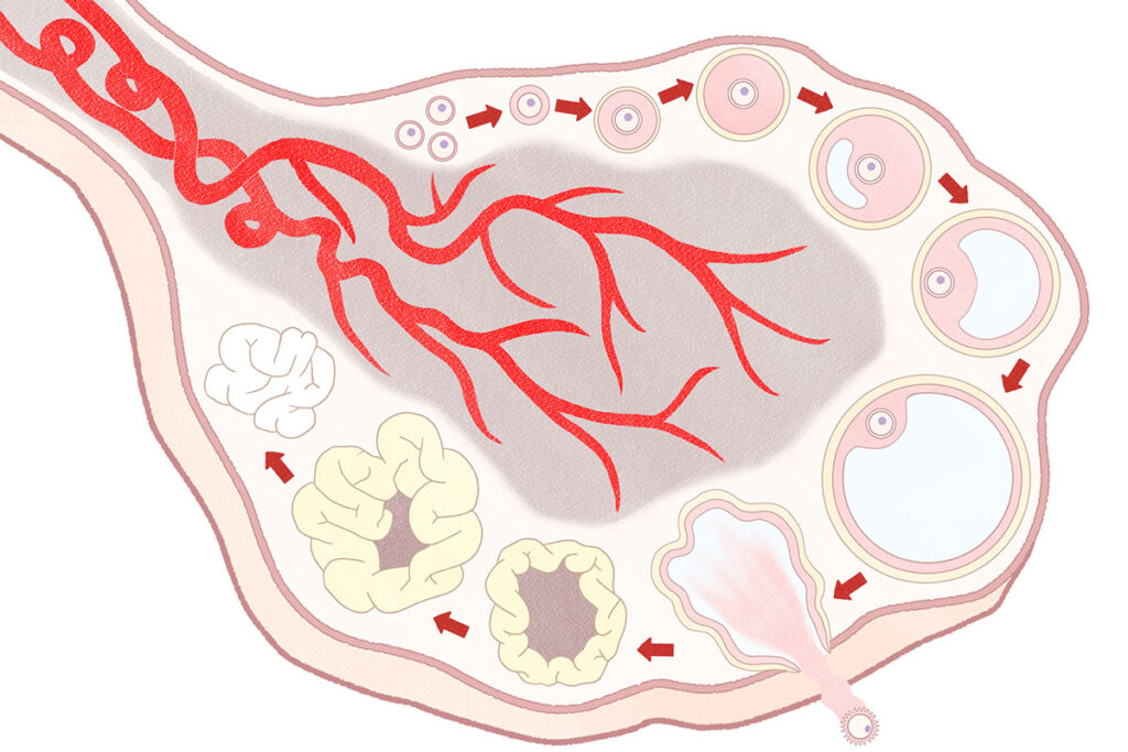 an illustration of an ovarian follicle