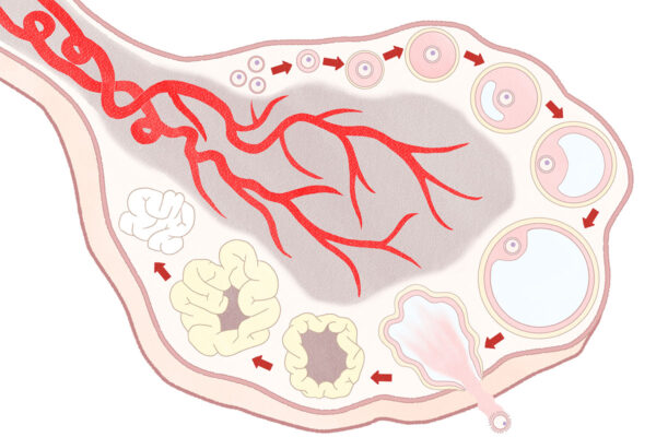 Bioelectronic material may help to reveal new information behind infertility