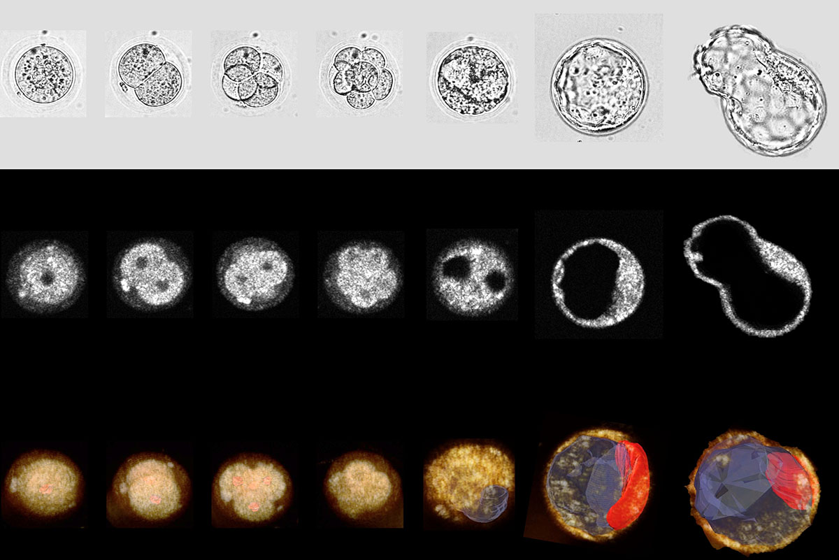 Embryo エンブリオ An inside look at the earliest stage of life - The Source - WashU