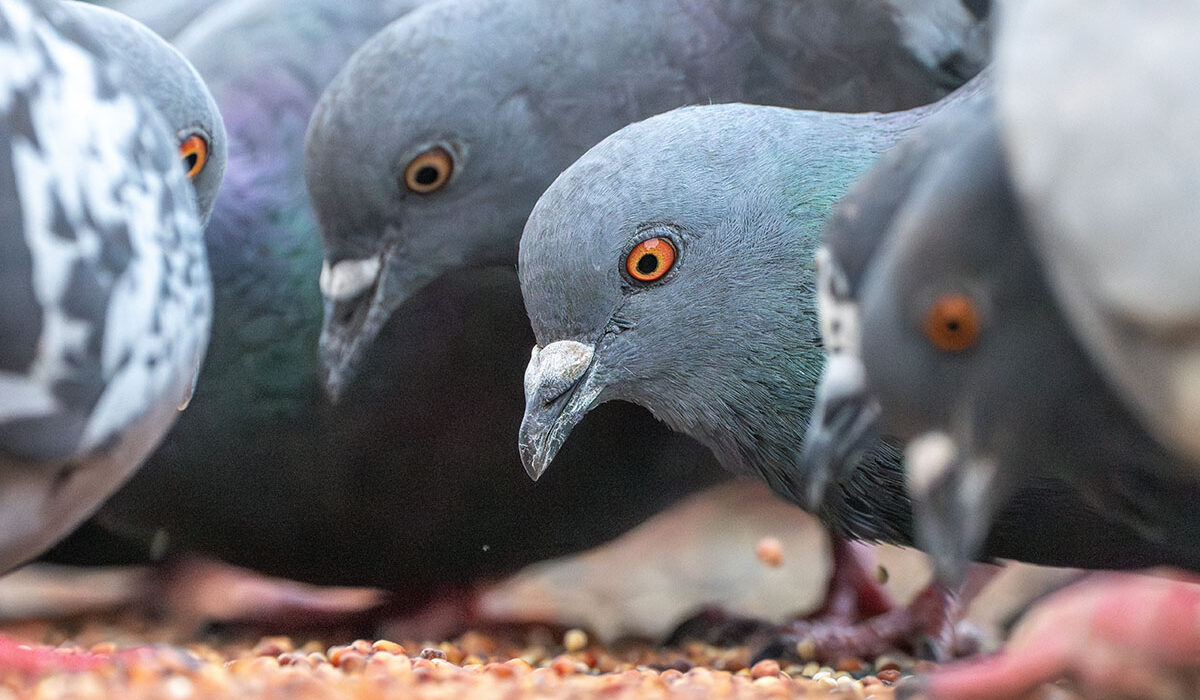 a close up of pigeons eating grain
